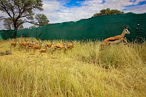 Springbok (Antidorcas marsupialis) herded by helicopter into a funnel made of tarp and netting. Kalahari Desert, South Africa. Several dozen of these springbok were being sold from this game reserve t...