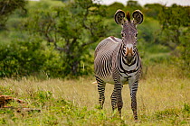 Grevy's zebra (Equus grevyi) on the Laikipia Plateau, Kenya.