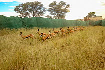 Springbok (Antidorcas marsupialis) are herded by helicopter into a funnel made of tarp and netting. Kalahari Desert, South Africa. Several dozen of these springbok were being sold from this game reser...