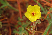 Yellow devil's thorn flower (Tribulus zeyheri) in the Kalahari Desert, South Africa
