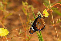 African monarch butterfly (Danaus chrysippus) sipping nectar from a Devil's thorn flower (Tribulus zeyheri) in the Kalahari Desert, South Africa.