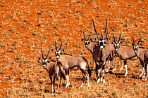Herd of Gemsbok / Oryx (Oryx gazella), several young and an adult male, on the deep orange dune sand in the Namib Desert, Namibia.