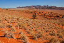 Dirt road winding through sand dunes of  orange, iron-rich soil. Namib Desert, Namibia. Crop. February 2015