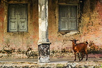 Goat standing on the porch of a colonial Portuguese-era building has been damaged by civil war and neglect on Ibo Island, Quirimbas Archipelago, northern Mozambique.