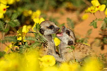 Meerkat (Suricata suricatta) two pups playing among a field of yellow devil's thorn flowers (Suricata suricatta) in the Kalahari Desert of South Africa.