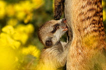 Meerkat (Suricata suricatta) pup nursing mother, or from a lactating family member -- meerkat family groups "allolactate", which means that when the dominant female has a litter of pups, other adult f...