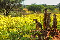 Meerkats (Suricata suricatta) four looking out over a field of Devil's thorn flowers (Tribulus zeyheri) Kalahari Desert, South Africa.