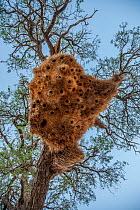 Nest of sociable weavers (Philetairus socius) hangs from a thorn tree in the Namib Desert, Namibia.