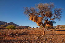 Nest of sociable weavers (Philetairus socius) hangs from a thorn tree in the Namib Desert, Namibia. February 2015