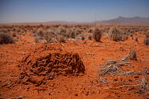 Lump of hardened earth criss-crossed with tiny tunnels signifies the presence of a termite nest inside a fairy circle in the Namib Desert, Namibia.  February 2015