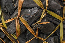 Bundle of charcoal tied up with grass in northern Mozambique.