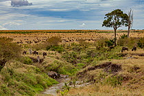 White-bearded wildebeest (Connochaetes tuarinus mearnsi) and Plains zebra (Equus quagga) crossing stream,   Masai Mara, Kenya.