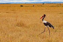 Saddle-billed stork (Ephippiorhynchus senegalensis) walking across the savanna in the Maasai Mara National Reserve, Kenya.