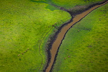 Aerial view of the Gorongosa National Park floodplain with Waterbuck (Kobus ellipsiprymnus), Mozambique.