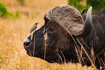 Yellow-billed oxpecker (Buphagus africanus) sitting on the nose of an African buffalo (Syncerus caffer) in the Masai Mara Reserve, Kenya.