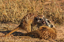Meerkats (Suricata suricatta) two playfighting in the Kalahari Desert, South Africa. Cropped image.