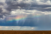 Rainbow over savanna landscape with lone Acacia tree (Vachellia tortillis) Maasai Mara Reserve, Kenya October 2012