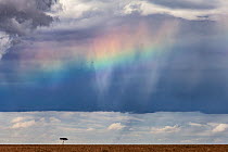 Rainbow over Masai Mara reserve with Acacia tree (Vachellia tortillis) Maasai Mara Reserve, Kenya October 2012