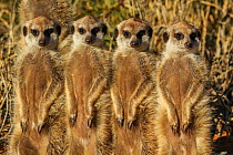 Meerkat (Suricata suricatta) four siblings stand in line among  grass, Kalahari Desert, South Africa