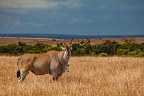 Common eland (Taurotragus oryx) male standing with Yellow-billed oxpecker (Buphagus africanus) on dewlap. Masai Mara Reserve, Kenya.