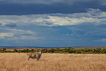 A male common eland (Taurotragus oryx) stands on the savanna in the Maasai Mara Reserve, Kenya.