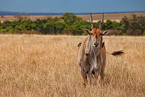Common eland (Taurotragus oryx) with Red-billed oxpeckers (Buphagus erythrorhynchus) and yellow-billed oxpecker (Buphagus africanus) standing on the savanna in the Maasai Mara Reserve, Kenya.