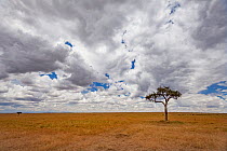 Umbrella acacia (Vachellia tortillis) in distance in the Masai Mara Reserve, Kenya.