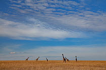 Reticulated giraffes (Giraffa camelopardalis reticulata) in distance on wide plains, Maasai Mara Reserve, Kenya.