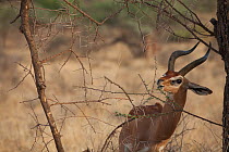 Gerenuk (Litocranius walleri) male browsing leaves  Samburu National Reserve, Kenya