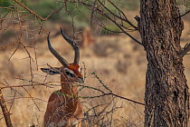 Gerenuk (Litocranius walleri) male browses leaves  Samburu National Reserve, Kenya