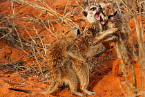 Meerkat  (Suricata suricatta) three pups playfighting, Kalahari Desert, South Africa.