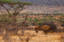 African elephants (Loxodonta africana), two adults and a calf,  in the Samburu Reserve, Kenya.  Cropped image.
