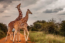 Reticulated giraffes (Giraffa camelopardalis reticulata) two males necking / fighting. Laikipia Plateau, Kenya.