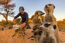 Researcher weighing wild, habituated Meerkats (Suricata suricatta) at their burrow in the Kalahari Desert, South Africa.  June 2010.  Siena International Photo Awards 2021 Honorable mention - Journeys...