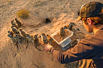 Researcher weighing wild, habituated Meerkats (Suricata suricatta) at their burrow in the Kalahari Desert, South Africa.  June 2010
