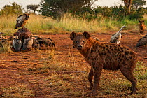 Spotted hyena (Crocuta crocuta) stops to look while white-backed vultures (Gyps africanus) and Rppell's vultures (Gyps rueppelli) pick at the final remains of an elephant carcass (Loxodonta africana)...
