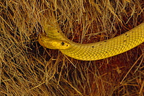 Bright yellow cape cobra (Naja nivea) in the nest of Sociable weavers (Philetairus socius) Kalahari Desert, South Africa.
