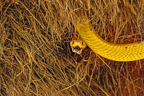 Bright yellow cape cobra (Naja nivea) in the nest of Sociable weavers (Philetairus socius) Kalahari Desert, South Africa.