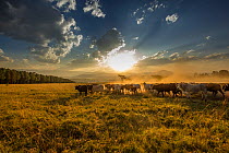 Herd of cattle at sunset in the foothills of the Drakensberg escarpment, uKhahlamba-Drakensberg World Heritage Site, South Africa.