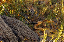 Meerkat (Suricata suricatta) mobbing a Cape cobra (Naja nivea) in the Kalahari Desert, South Africa