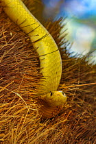 Bright yellow Cape cobra (Naja nivea) in the nest of Sociable weavers (Philetairus socius) Kalahari Desert, South Africa.