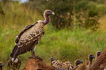 Ruppell's griffon vultures 1+Gyps rueppelli+2 on an elephant carcass 1+Loxodonta africana+2; the elephant was killed by government officials after it killed a man. Laikipia Plateau, Kenya