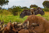 Ruppell's griffon vultures (Gyps rueppelli) and white-backed vultures (Gyps africanus) squabble over an elephant carcass (Loxodonta africana). the elephant was killed by government officials after it...