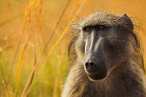 Chacma baboon (Papio ursinus) portrait, uKhahlamba-Drakensberg World Heritage Site, South Africa.