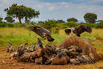 Ruppell's griffon vultures (Gyps rueppelli) and white-backed vultures (Gyps africanus) squabble over an elephant carcass (Loxodonta africana); the elephant was killed by government officials after it...