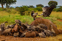 Ruppell's griffon vultures (Gyps rueppelli) and white-backed vultures (Gyps africanus) squabble over an elephant carcass (Loxodonta africana) The elephant was killed by government officials after it k...