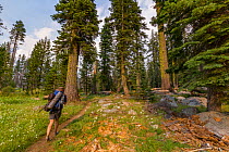 Hiker walking through a tall grove of trees on a backcountry trail in the Hetch Hetchy region, Yosemite National Park, California, USA.
