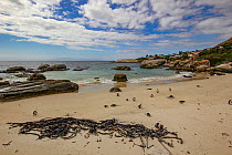 Boulders Beach, home to one of only three known colonies of African penguins (Spheniscus demersus), Simon's Town, South Africa.