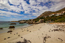 Boulders Beach, home to one of only three known colonies of African penguins (Spheniscus demersus), Simon's Town, South Africa.