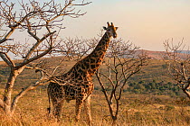 Southern giraffe (Giraffa camelopardalis) licks its own nostril in Hluhluwe-Imfolozi park, South Africa.